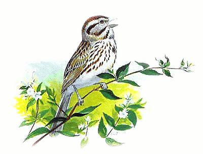 Sparrow